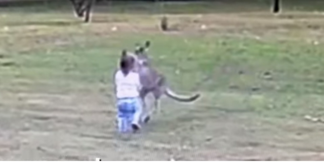 video kanguri sulmon vajzen 2 vjecare ne oborrin e baneses shpetohet mrekullisht nga babai i saj