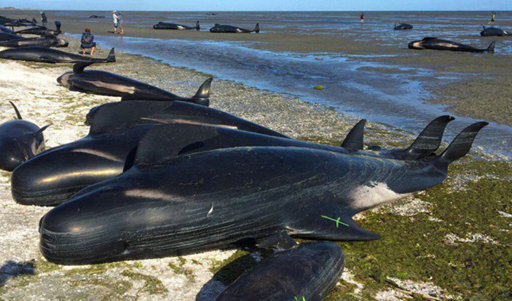 britani e madhe te pakten 65 delfine te zinj ngordhin ne nje plazh ne skoci