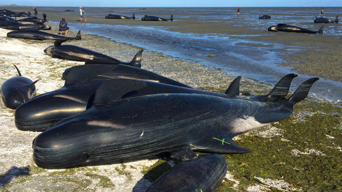britani e madhe te pakten 65 delfine te zinj ngordhin ne nje plazh ne skoci