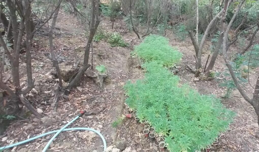foto zbulohet plantacion me kanabis ne kufirin greko shqiptar asgjesohen mbi 2 mije bime policia nis hetimin