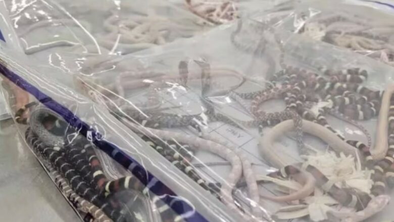 nje burre ne kine u kap duke kontrabanduar 100 gjarperinj te gjalle ne pantallonat e tij