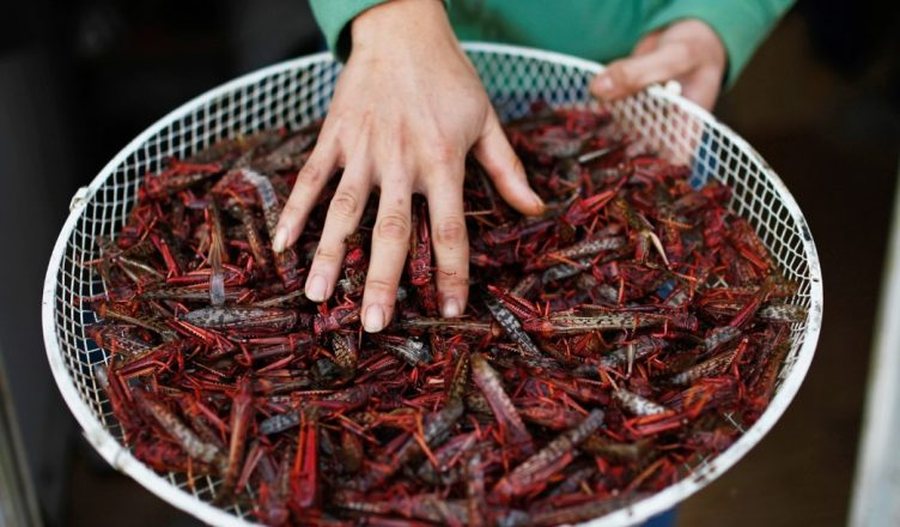 singapori miraton zyrtarisht insektet si produkt ushqimor