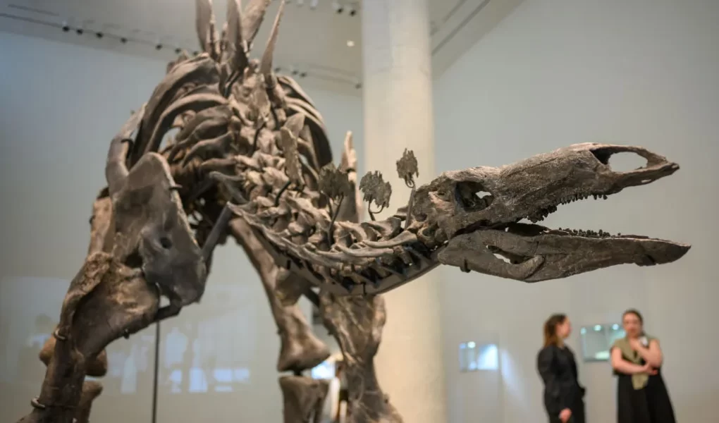 skeleti i dinosaurit arrin ne ankand rekordin si fosili me i shtrenjte i shitur ndonjehere
