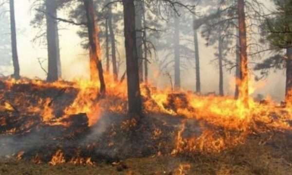 vatra zjarri edhe ne kosove digjen 10 hektare pemishte e vreshta