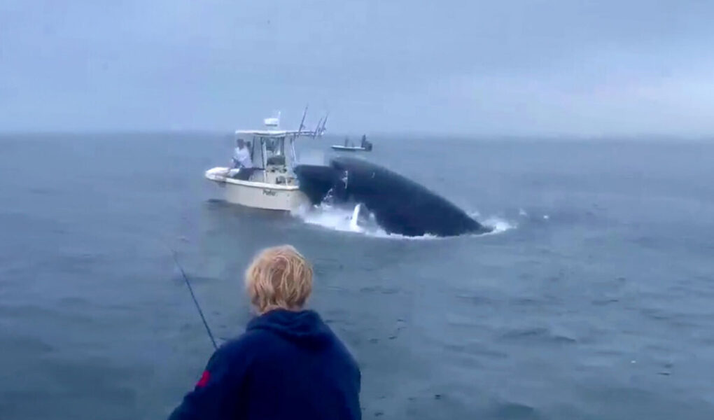 video shba balena perplaset mbi varke dhe hedh ne ajer peshkataret