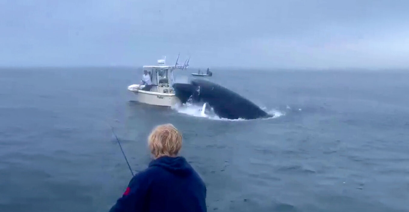 video shba balena perplaset mbi varke dhe hedh ne ajer peshkataret