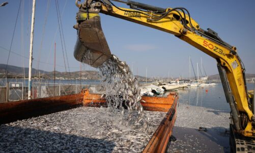 fotolajm mijera peshq mbulojne portin turistik grek ekspertet tregojne arsyen e ngordhjes se tyre