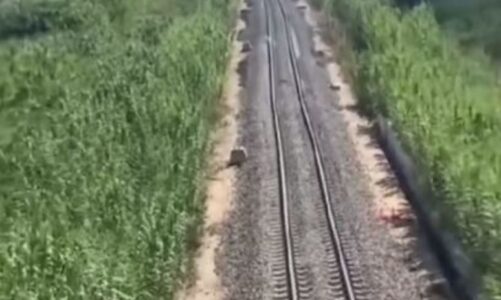 hekurudha tirane durres meta publikon videon ketu mund te kaloje gjarpri por jo treni