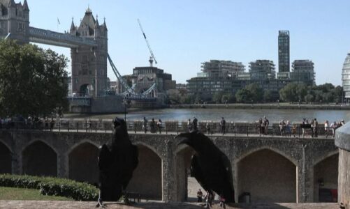 legjenda e kulles se londres mbijetesa e saj varet prej zogjve karakteristike