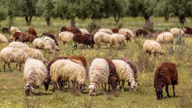 Mbi 14,000 krerë janë vrarë nga murtaja/ Test i shpejtë për atë që importohet në vend