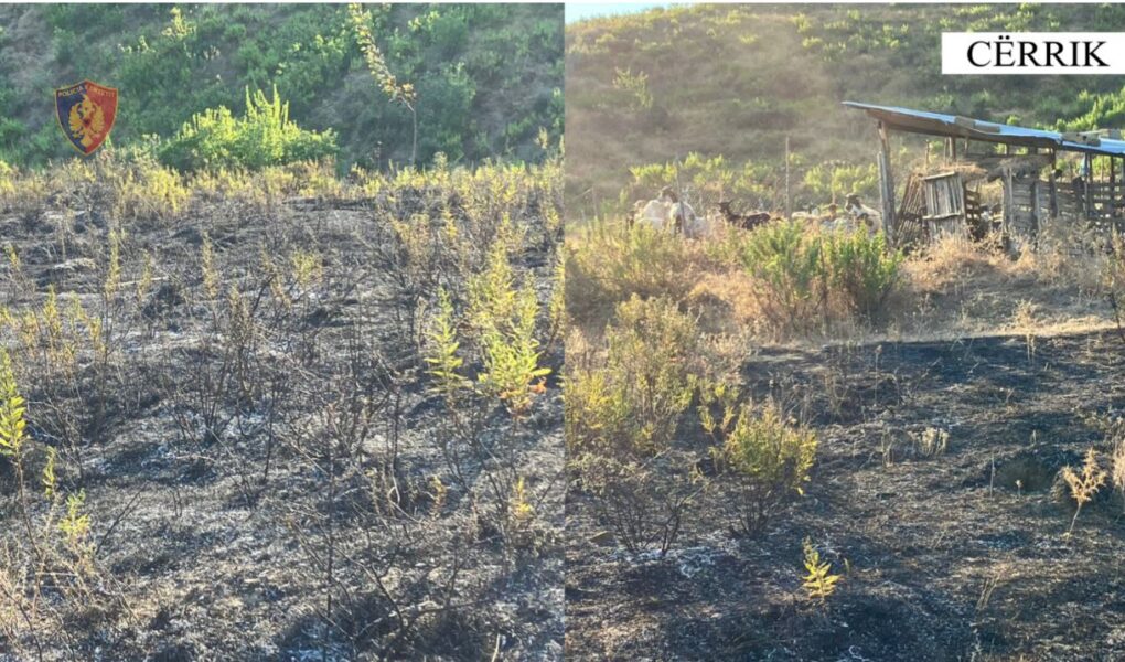 ndezi zjarr ne fshatin kamunah dhe u dogj nje siperfaqe toke me shkurre arrestohet autori i dyshuar