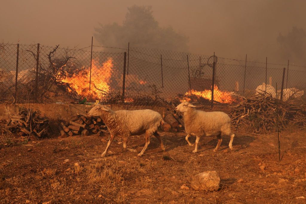 ATHENS, GREECE - AUGUST 12: Sheeps run next to a fire, during a wildfire in Nea Penteli near Athens, Greece, on August 12, 2024. (Photo by Costas Baltas/Anadolu via Getty Images)