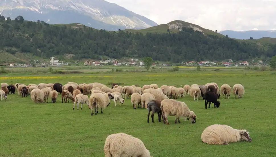 shqiperia merr masa per te frenuar hyrjen nga greqia te murtajes se bagetive te imta ngrihen 7 grupe kontrolli