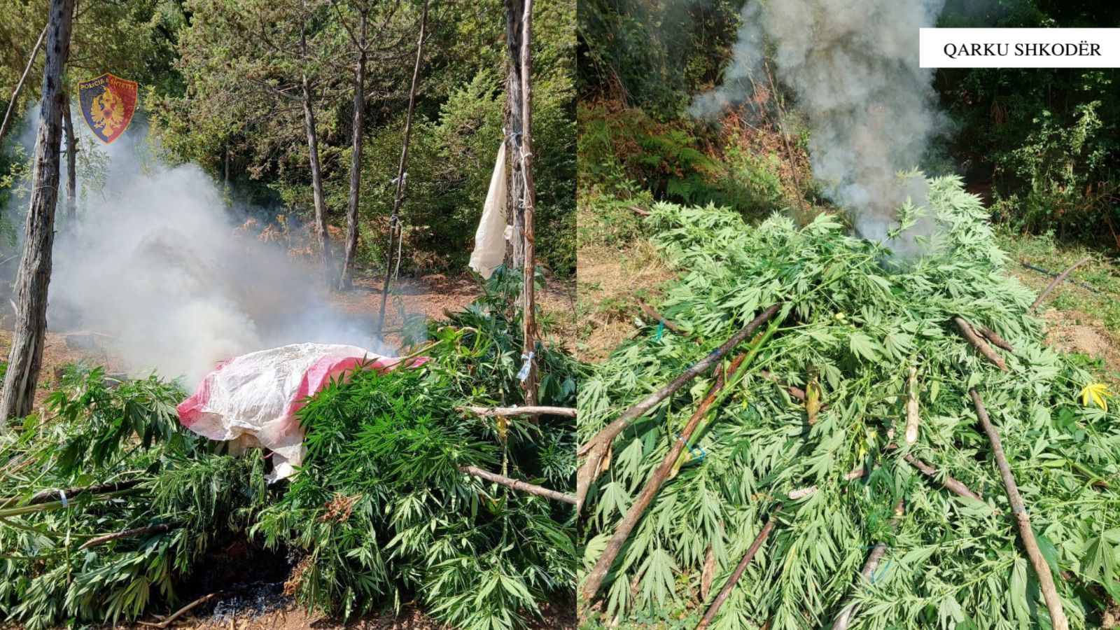 territori i paster gjenden dhe asgjesohen 2449 bime cannabis ne qarkun shkoder