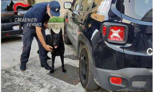 trafik nderkombetar droge operacion masiv ne rajonin marche dhjete persona te arrestuar