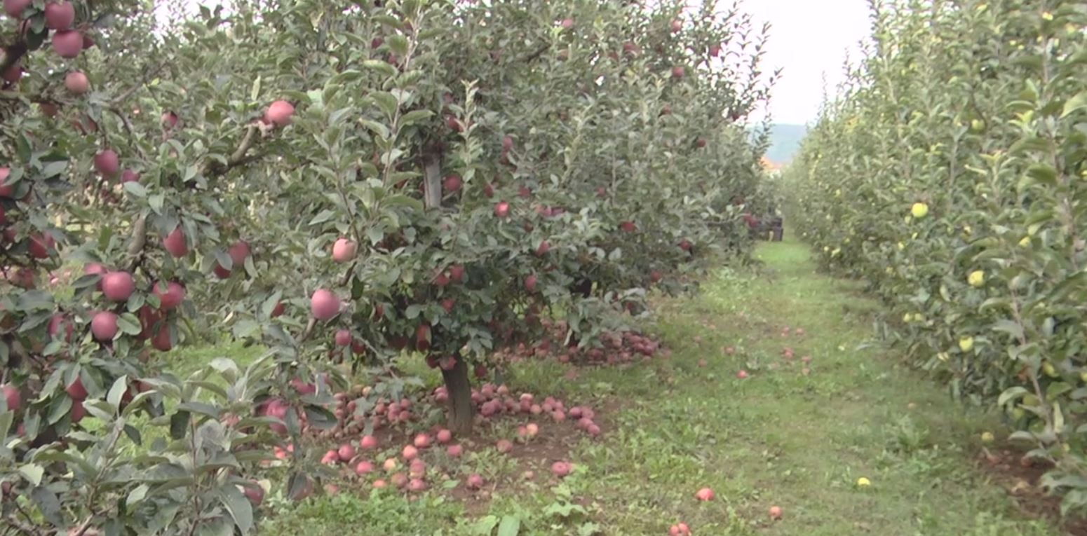 diber molla mbetet pa shitur fermeri gezim ademi nuk gjejme treg shitje e punetore per ta vjele