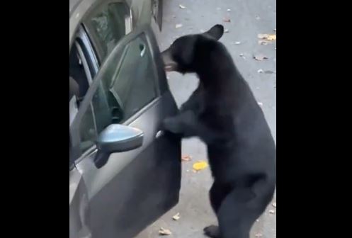 “Hej ajo është makina ime”/ Ariu “skifter”, momenti kur hyn në automjetet e parkuara (VIDEO)