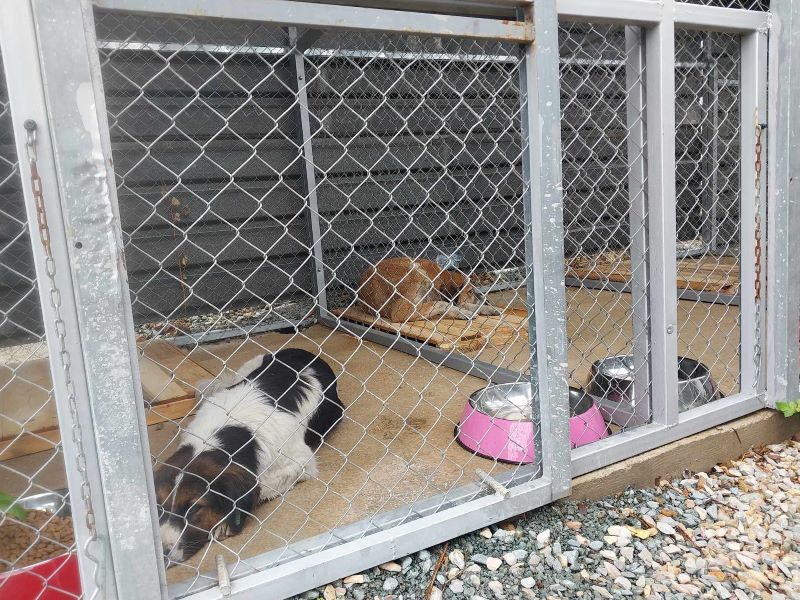 prishtina opens shelter to combat stray dog crisis amid rising attacks 2