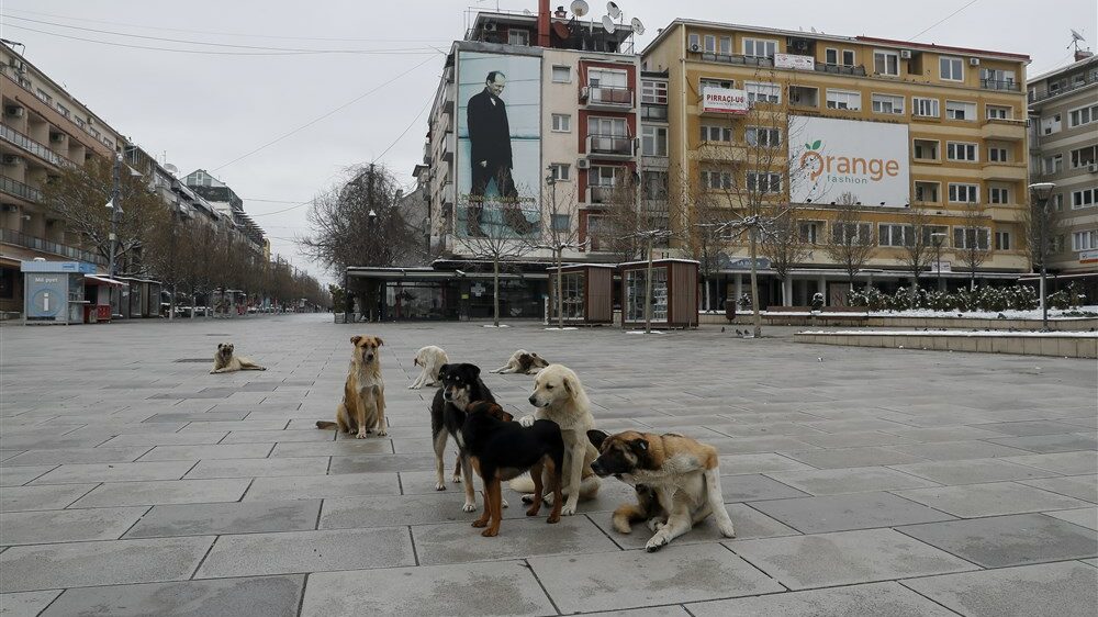 prishtina opens shelter to combat stray dog crisis amid rising attacks 3