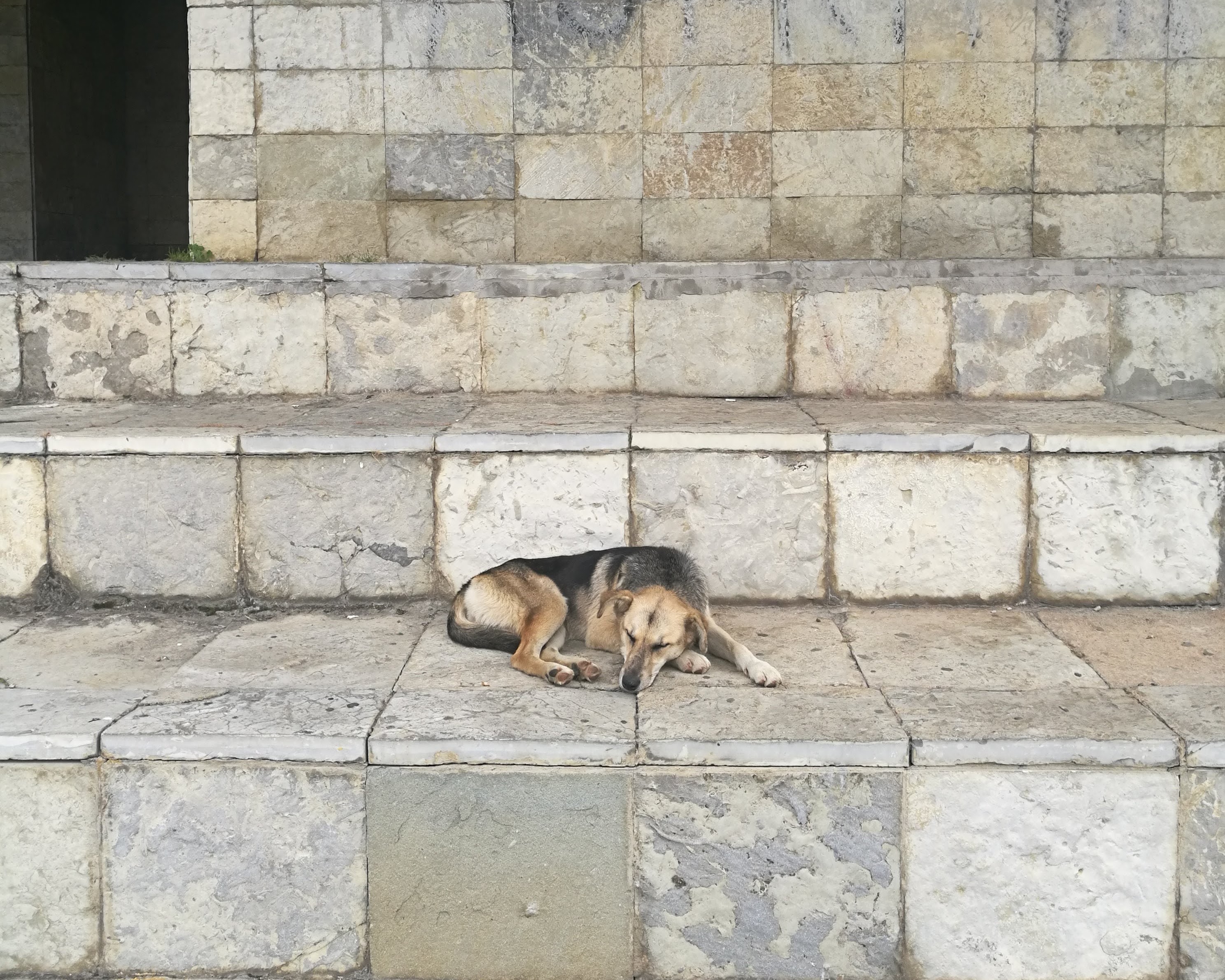 prishtina opens shelter to combat stray dog crisis amid rising attacks 5