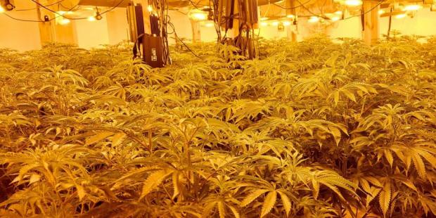 Cannabis Plants Harleston 1.jpg.article 620