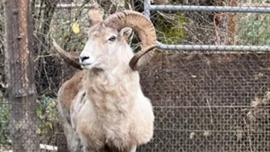 klonoi delen gjigante denohet me burg amerikani