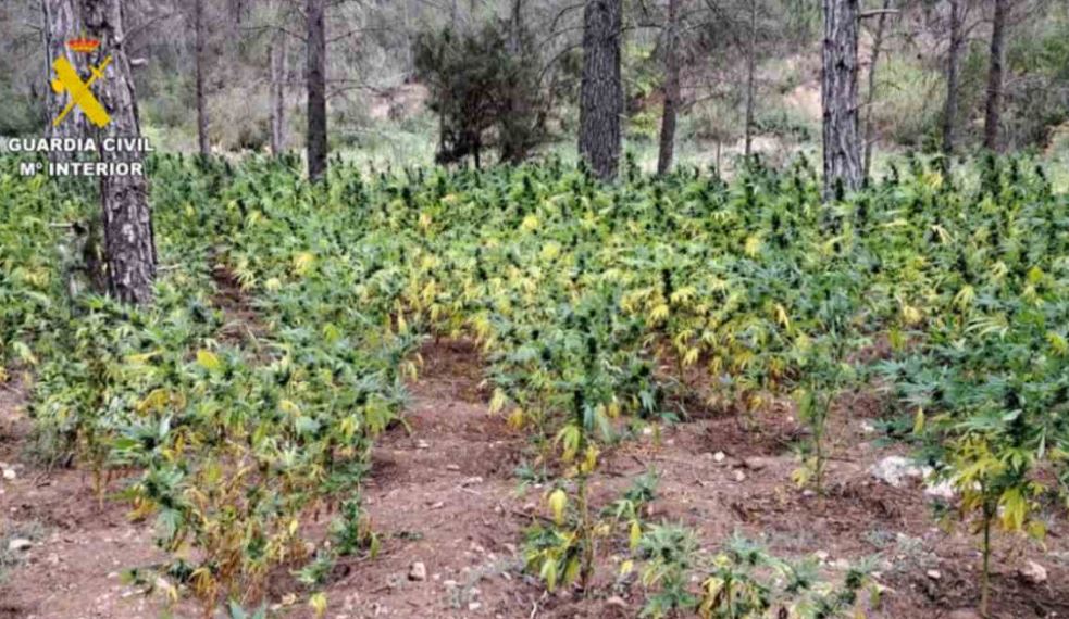 video plantacion me droge ne spanje arrestohen dy shqiptare policia zbuloi mbi 8 mije bime marijuane