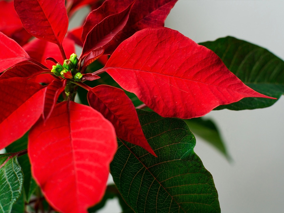 njihet si lulja e krishtlindjeve ja cfare simbolizon poinsettia